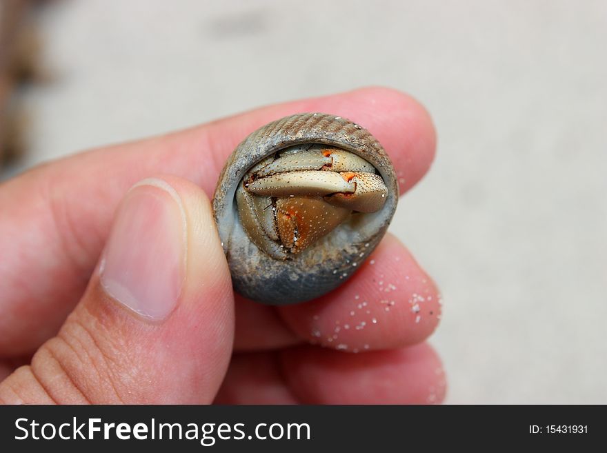 Close up of a small hermit crab picked-up on the beach.