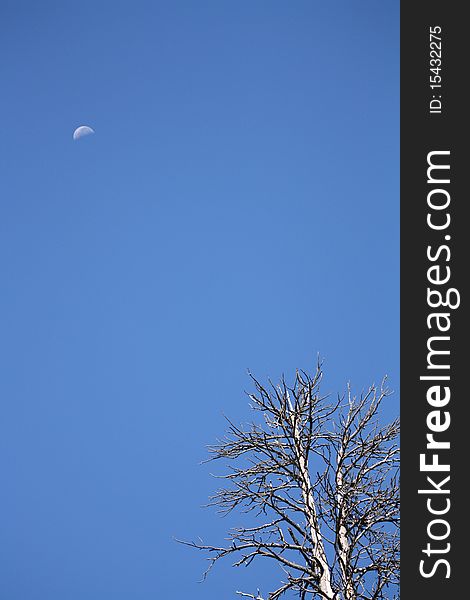A dead tree and the moon in the forest east of Camp Nelson, Ca