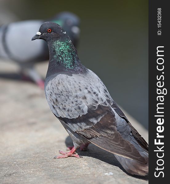 Curious pigeon close up portrait