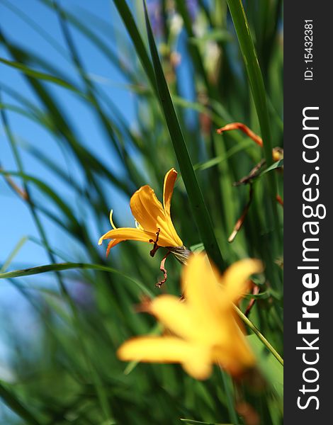 Yellow flowers on a green fields