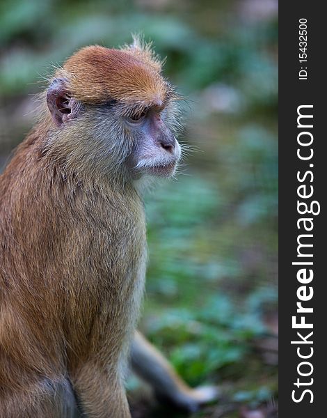 Cute and lonely sitting macaque. Cute and lonely sitting macaque