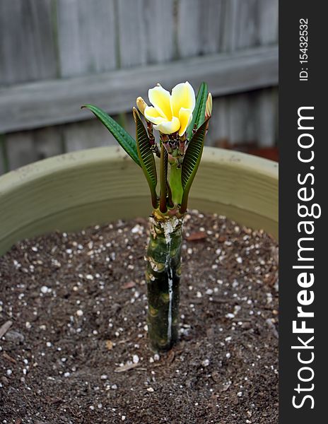 Plumeria flower cutting potted at six weeks
