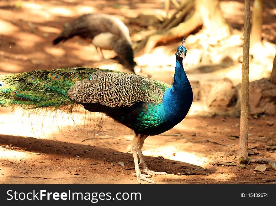 A wonderful brazilian peacock with blue plumage.