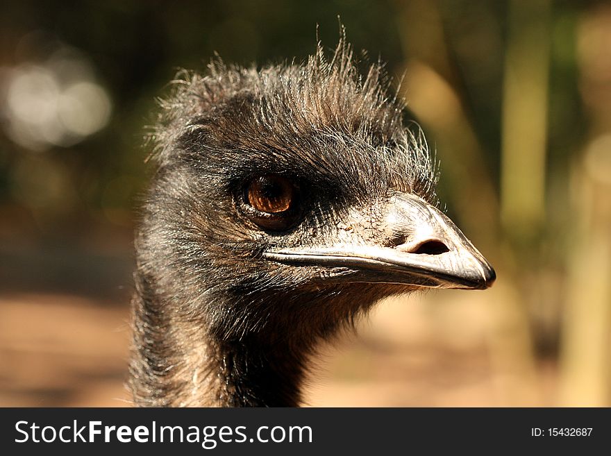 A macro photography of an emu.