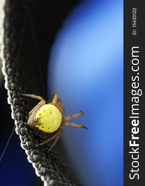 Macro image of a bright yellow Orb Weaver spider busy weaving a web of silk on a piece of synthetic webbing. Macro image of a bright yellow Orb Weaver spider busy weaving a web of silk on a piece of synthetic webbing.