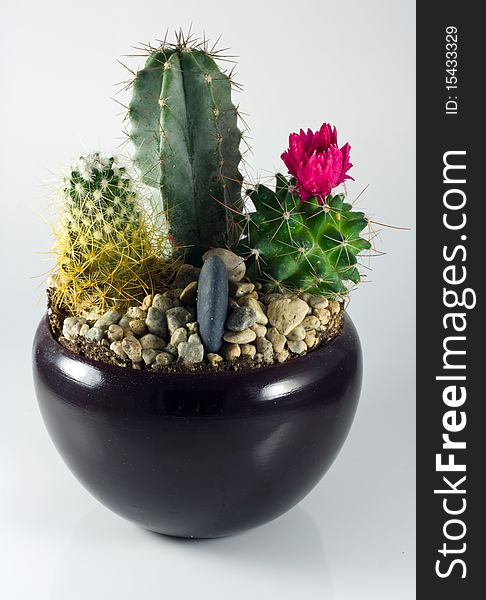 Closeup of a isolated decorative cactus