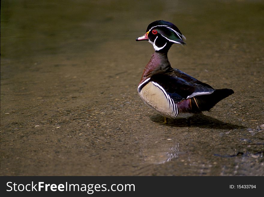 Male Wood Duck, with hood out, Toronto, Ontario, Canada. Male Wood Duck, with hood out, Toronto, Ontario, Canada