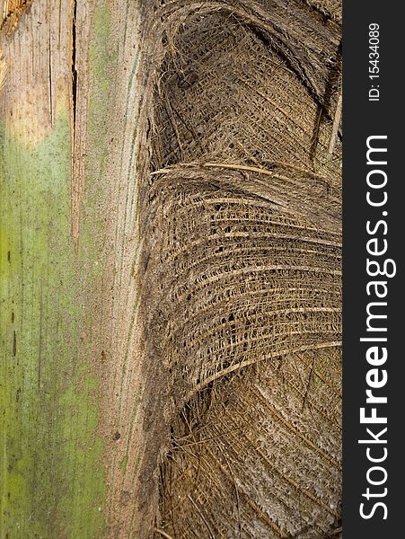 Coconut tree textured background with text space. Coconut tree textured background with text space