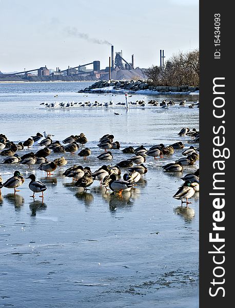 Waterbirds resting on frozen lake, Ontario against industrial backdrop. Waterbirds resting on frozen lake, Ontario against industrial backdrop