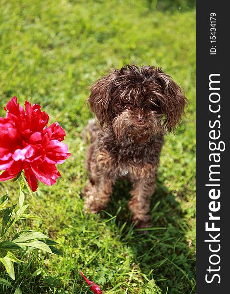 Funny brown dog and red flower