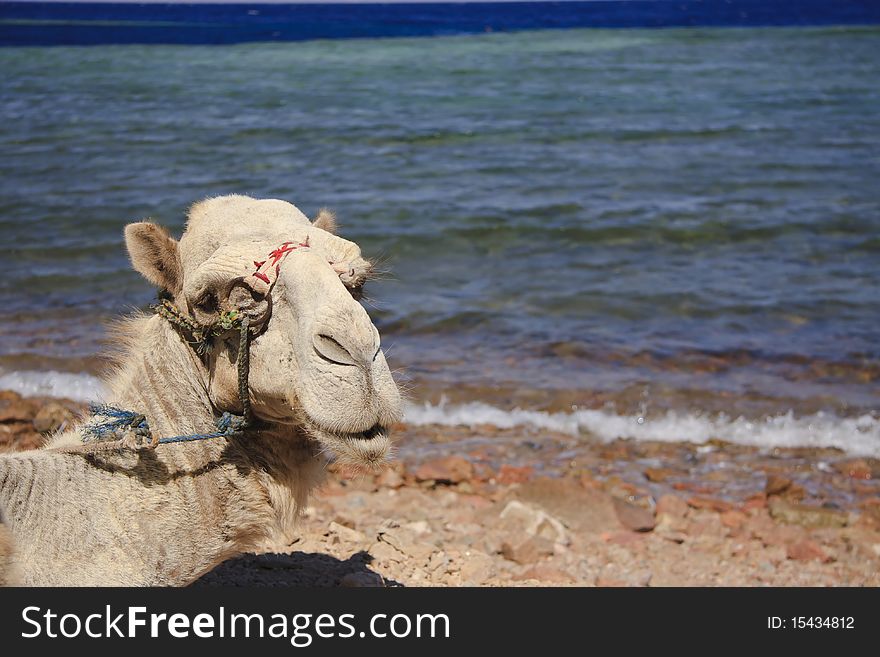 Camel covering the Red Sea in a sunny day. Camel covering the Red Sea in a sunny day