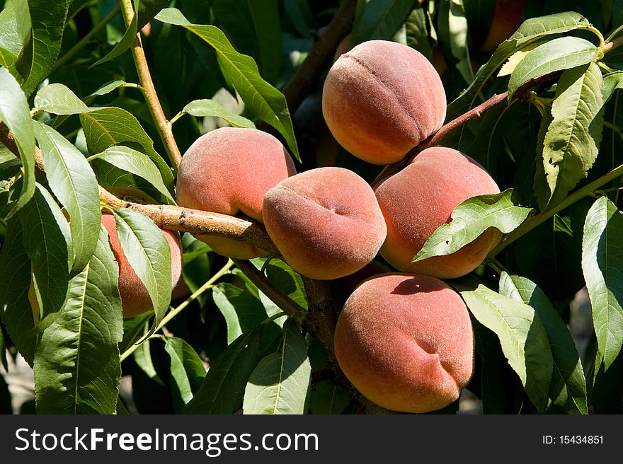 Large ripe peaches on the branches, sunlit