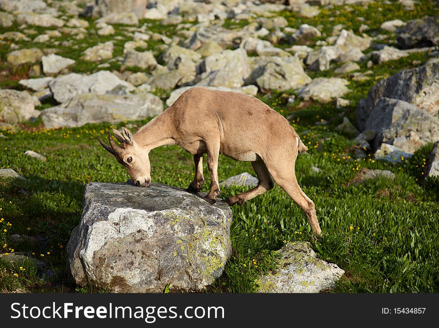 Wild ox on a stone in a Caucasus mountains