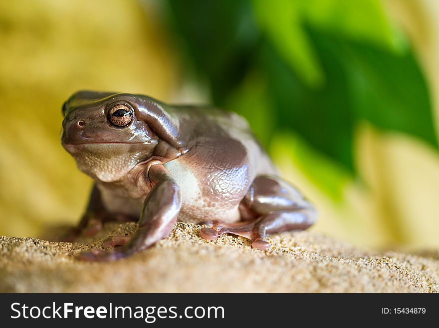 Fat Australian Green Tree Frog