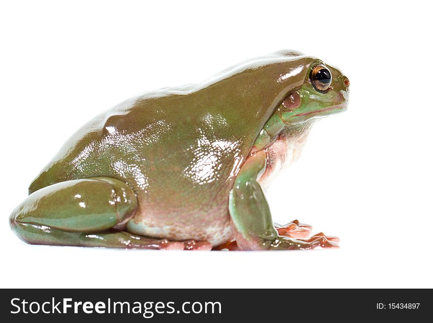 Australian green tree frog, isolated on white