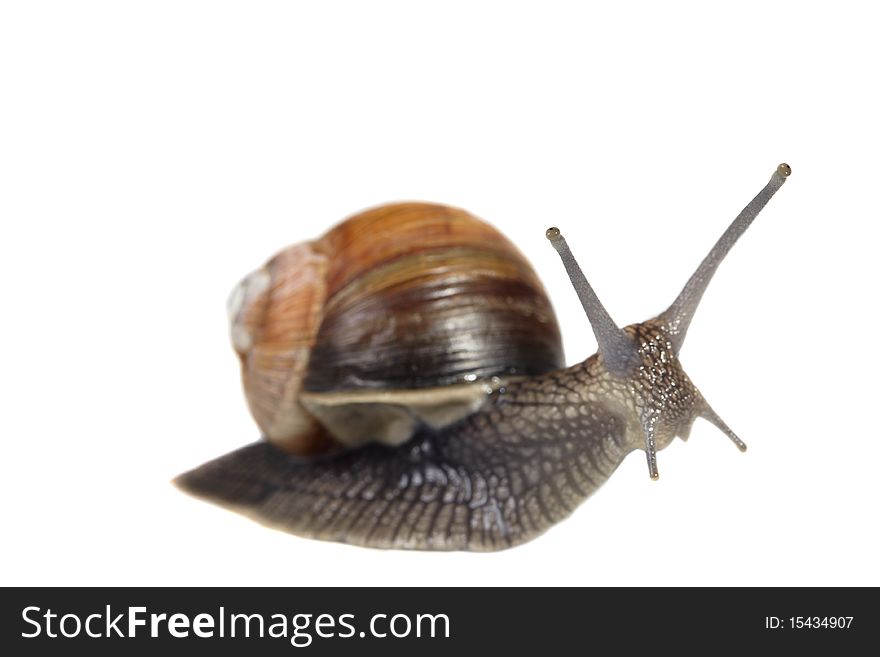 Edible snail isolated on white