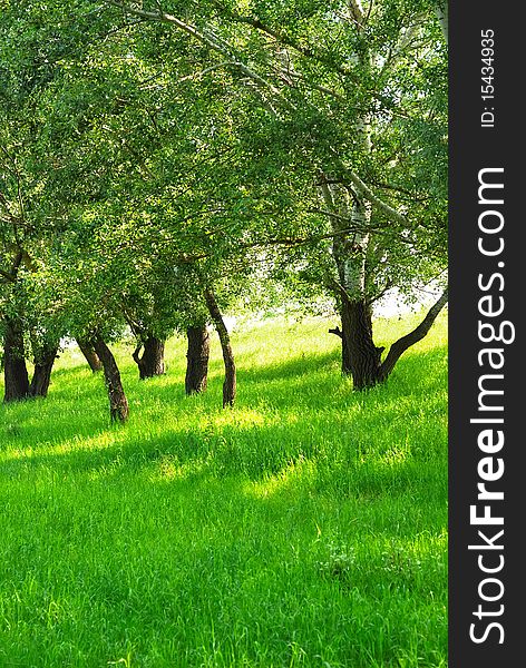 Summer landscape with green grass and trees. Summer landscape with green grass and trees