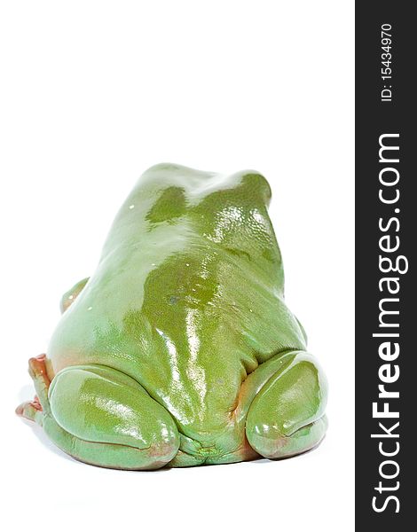 Green Tree Frog