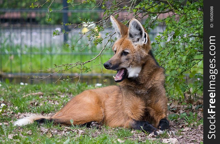 Beautiful maned wolf posing at the zoo