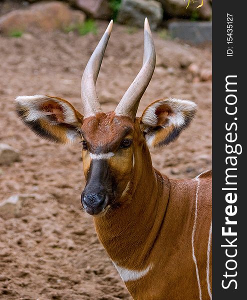 Portrait of beautiful and colourful bongo antilope