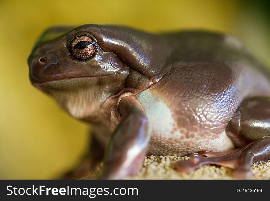 Australian green tree frog up close