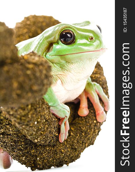 Green Tree Frog