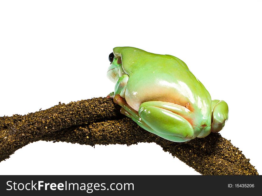 Australian green tree frog sitting on a branch, isolated on white. Australian green tree frog sitting on a branch, isolated on white