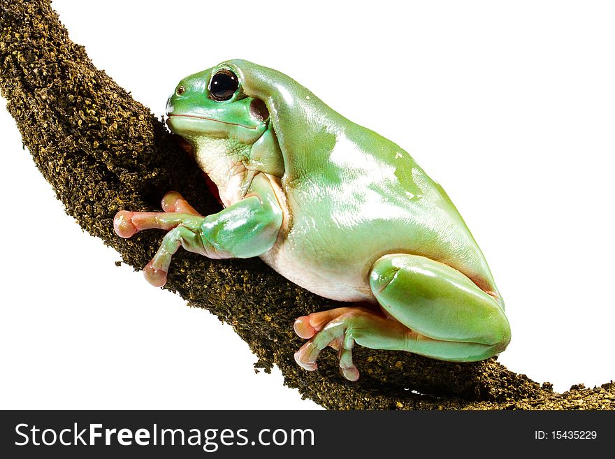 Australian green tree frog sitting on a branch, isolated on white