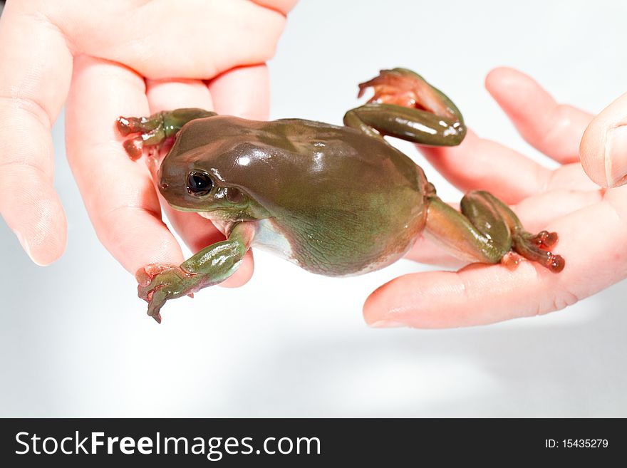 Australian green tree frog, handled,  isolated on white