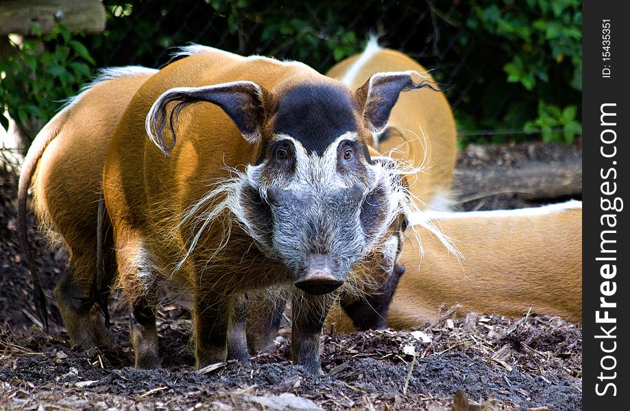 Colourful african red river hog is posing