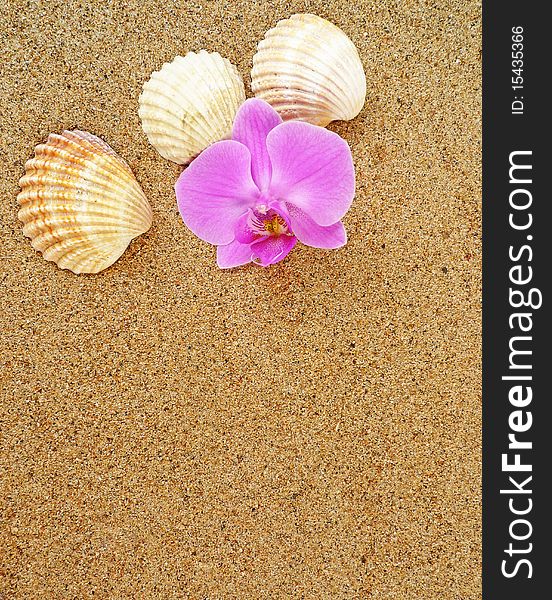 Shells and orchid