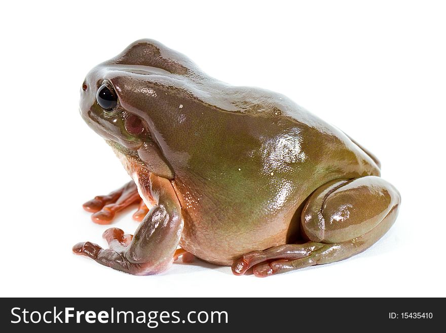 Australian green tree frog, isolated on white