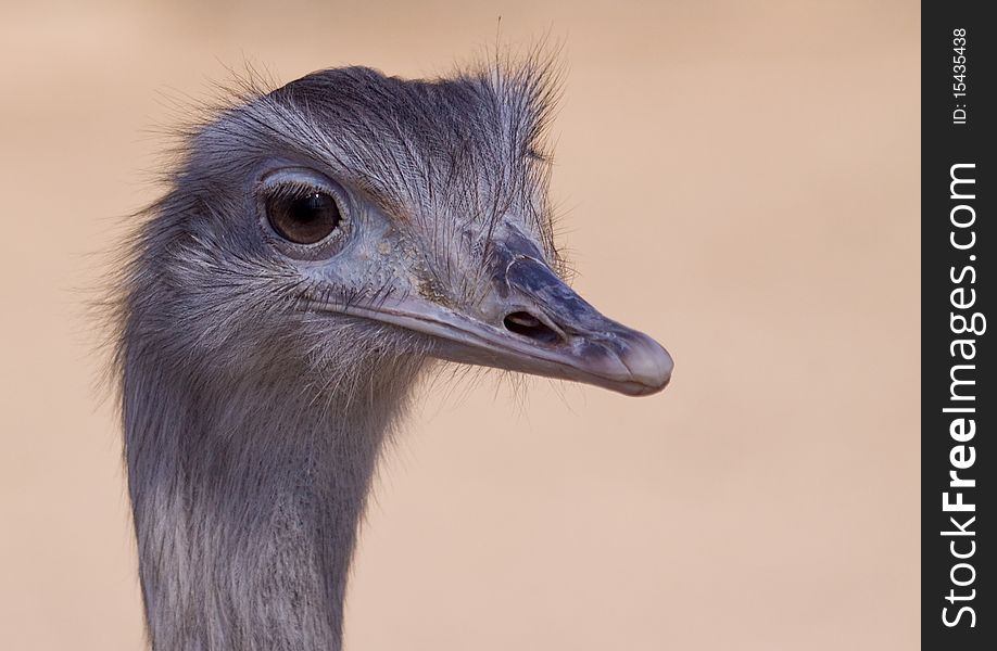 Portrait of the greater rhea at the zoo