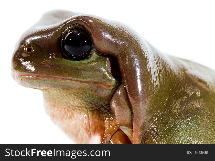 Australian green tree frog, close-up on the face, isolated on white