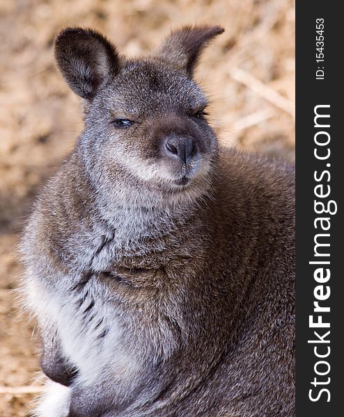 Portrait of the cute wallaby at the zoo. Portrait of the cute wallaby at the zoo