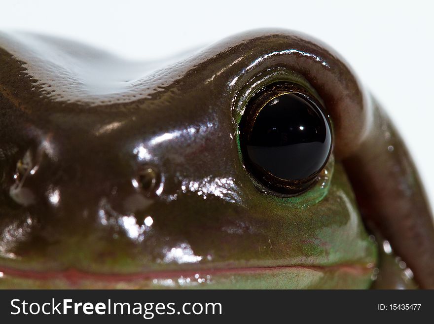 Australian green tree frog, close-up on the face, isolated on white