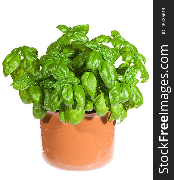 Potted basil on white background
