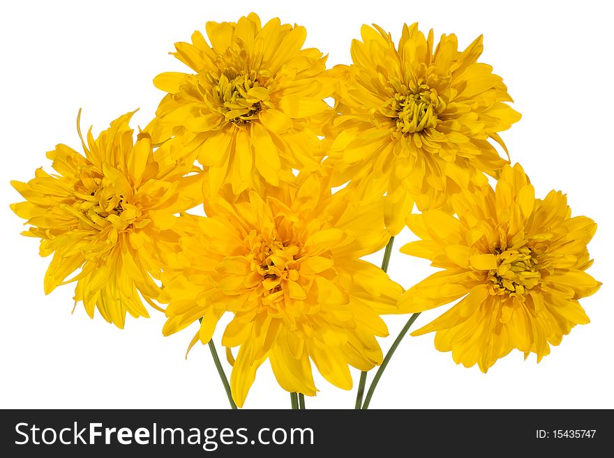 Bunch of yellow chamomiles on white background. Bunch of yellow chamomiles on white background