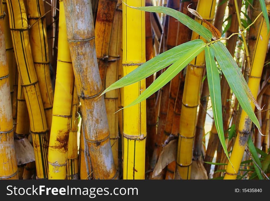 Wild golden bamboo stems strand background texture