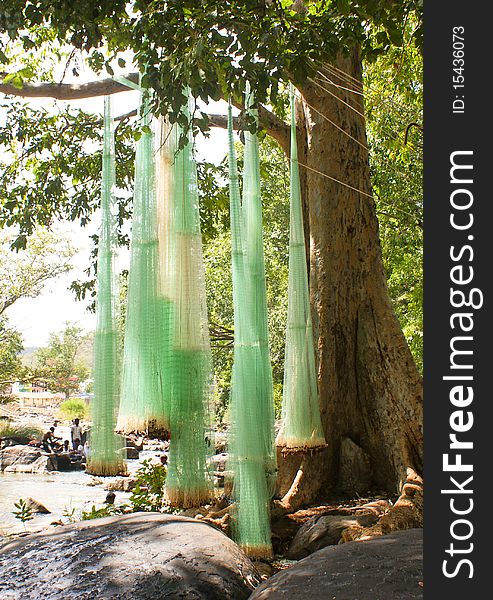 Green colored fishing nets being dried fron tree branches.