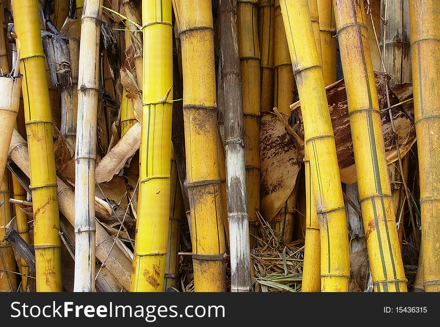 Wild golden bamboo stems strand background texture