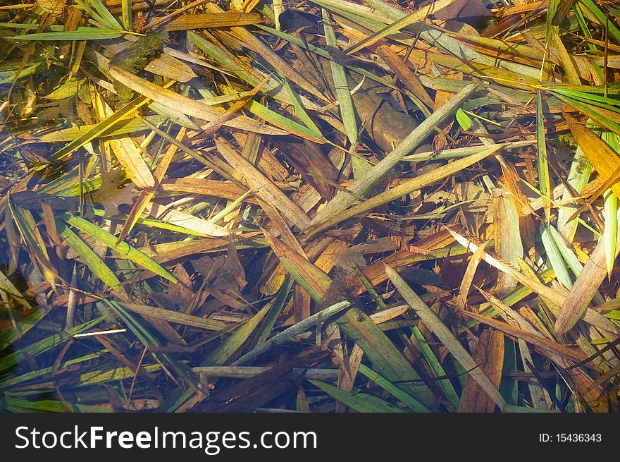 Bamboo leaves rotting underwater background texture. Bamboo leaves rotting underwater background texture