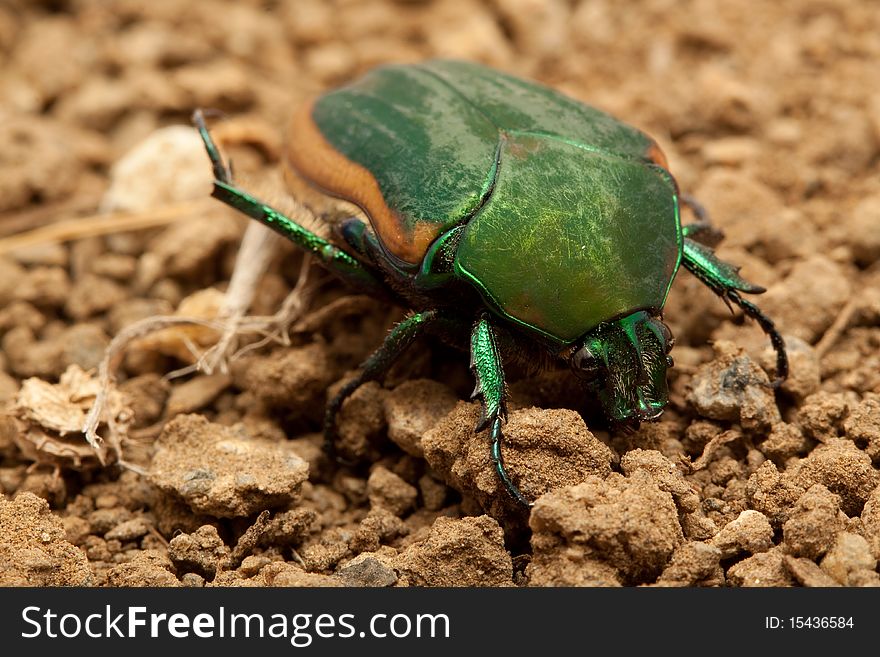 A macro shot of a beetle on dirt.