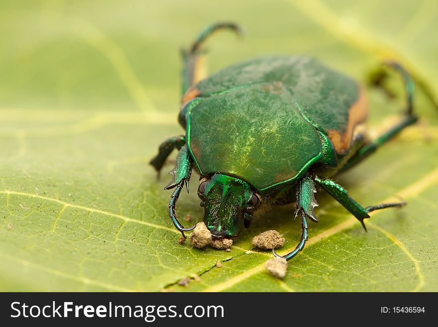 A macro shot of a beetle on a leaf.