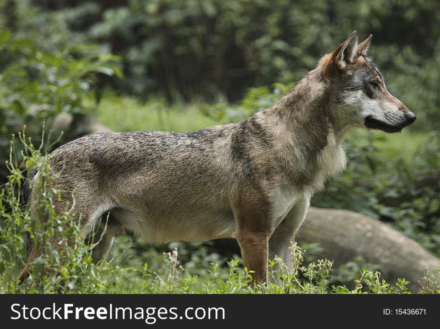 Gazing eurasian wolf