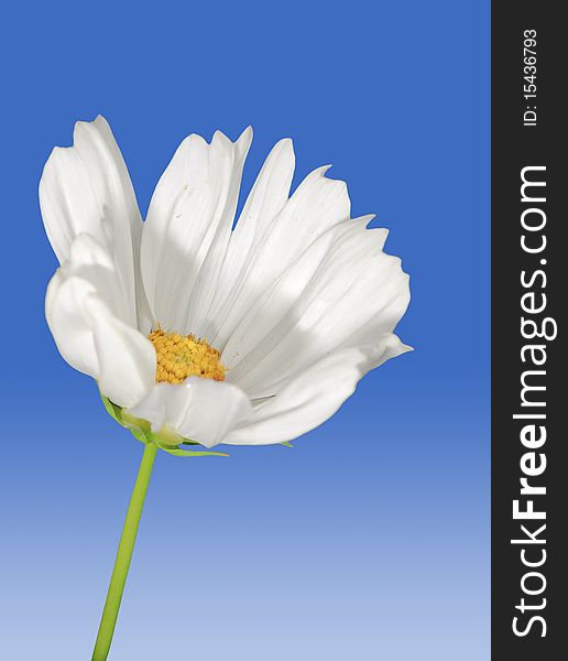 Beautiful daisy flower with isolated background.