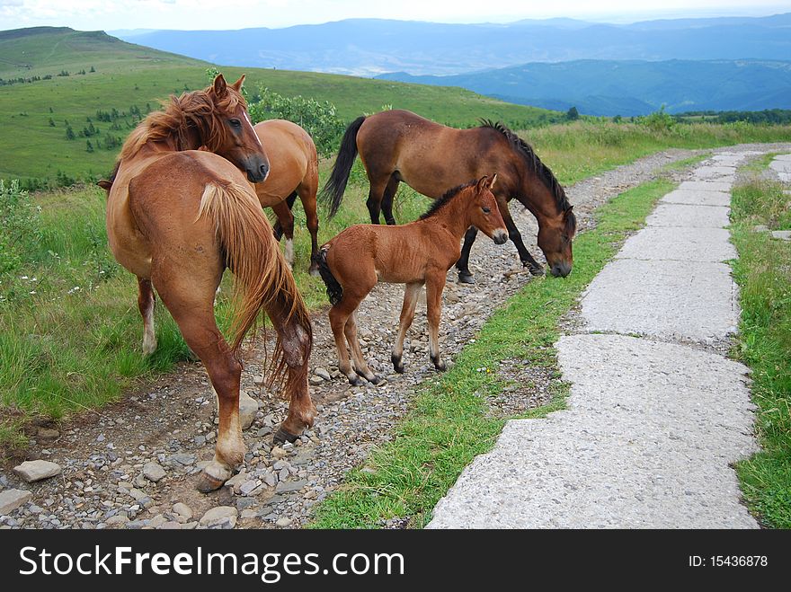 Horse family grazing in highlands. Horse family grazing in highlands
