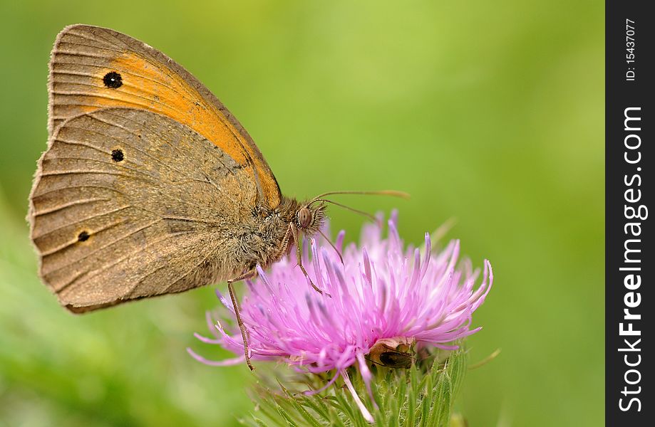 Butterfly on flower eating pollen
