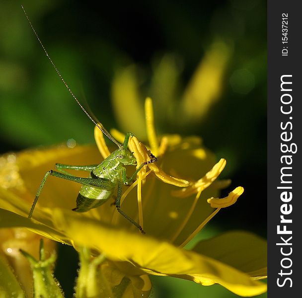 A grasshopper on yellow flower