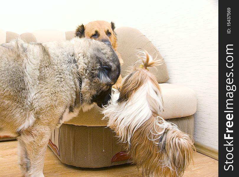 Shih Tzu and two Caucasian Shepherd. Shih Tzu and two Caucasian Shepherd